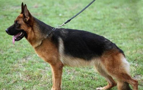 娱乐吃瓜酱德牧,吃瓜酱带你领略德牧界的欢乐盛宴